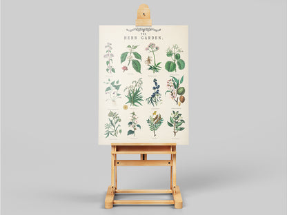 Vintage Herb Botanical Poster